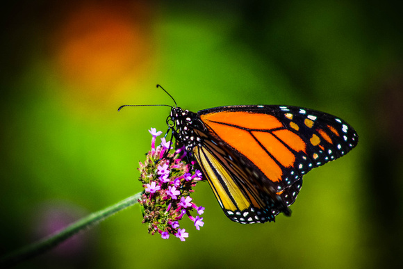 2019 KU Med Rural Health Photography Contest Finalist, Wild Life. 2nd Place Color Insect, DG Fair.