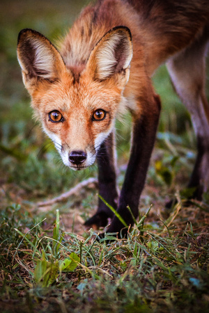 2018 Douglas County Fair 1st Place Color Image - Animals.