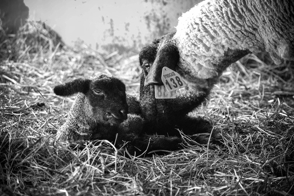 2019 Douglas County Fair 3rd Place B/W Image - Animals